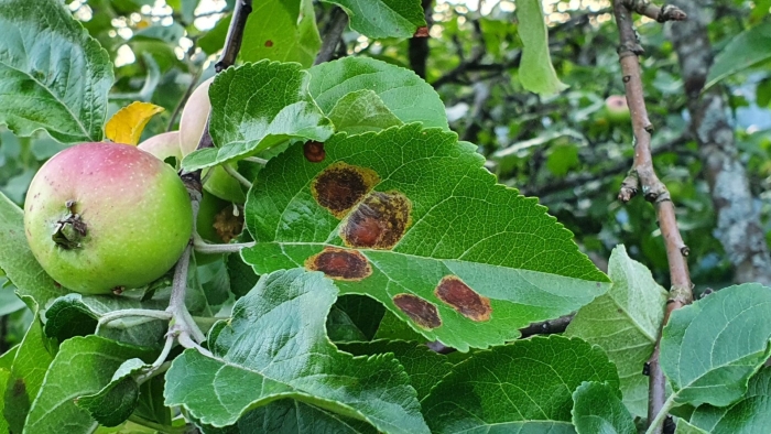 Альтернариоз яблони