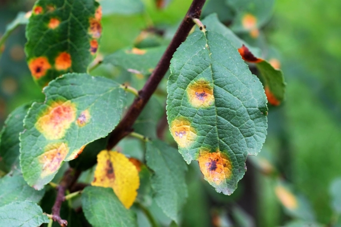 Ржавчина на яблоне