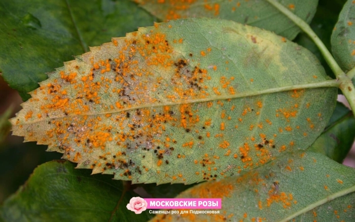 Phragmidium mucronatum