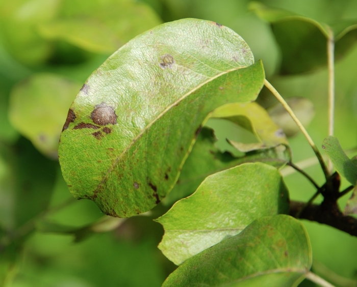 Грушевый галловый клещ eriophyes pyri pgst