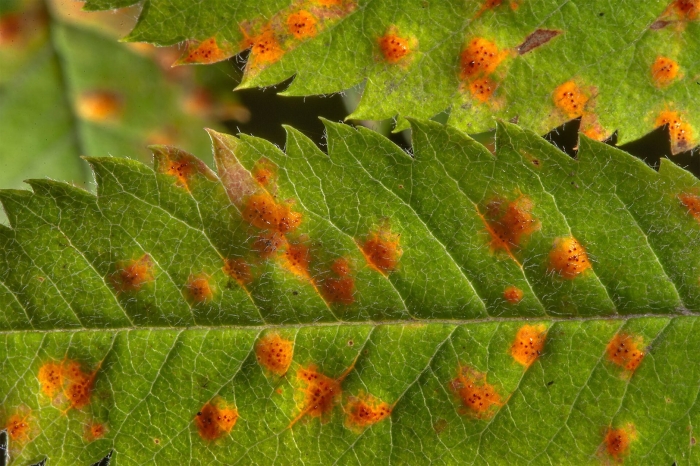 Ржавчинный гриб паразит