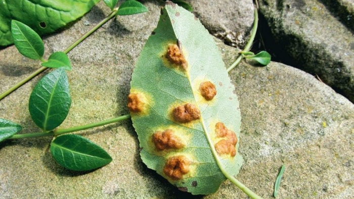 Ржавчина яблони gymnosporangium tremelloides hartig