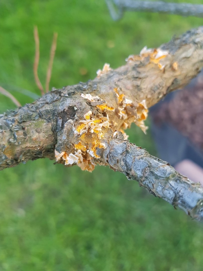 Пузырчатая ржавчина сосны