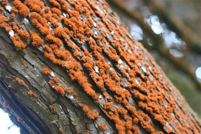 Лишайник на коре дерева