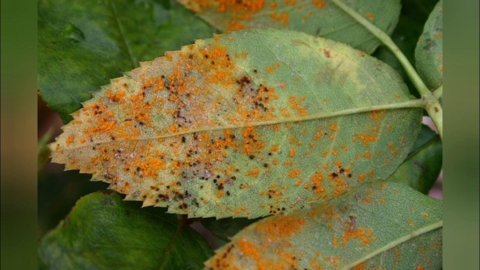 Ржавчина пятнистость мучнистая роса