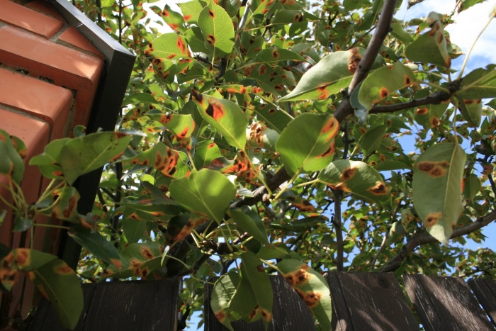 Ржавчина груши