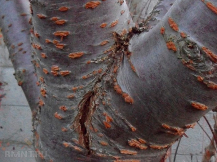 Цитоспороз на яблоне