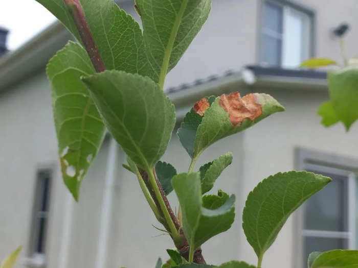 Бактериальный ожог на яблоне