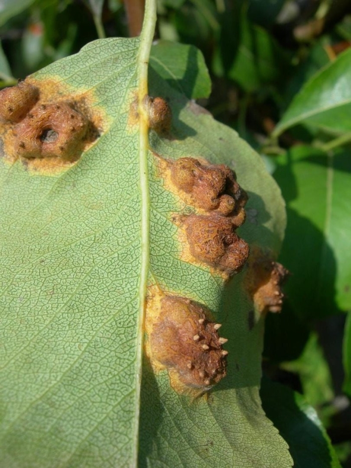 Болезни груш