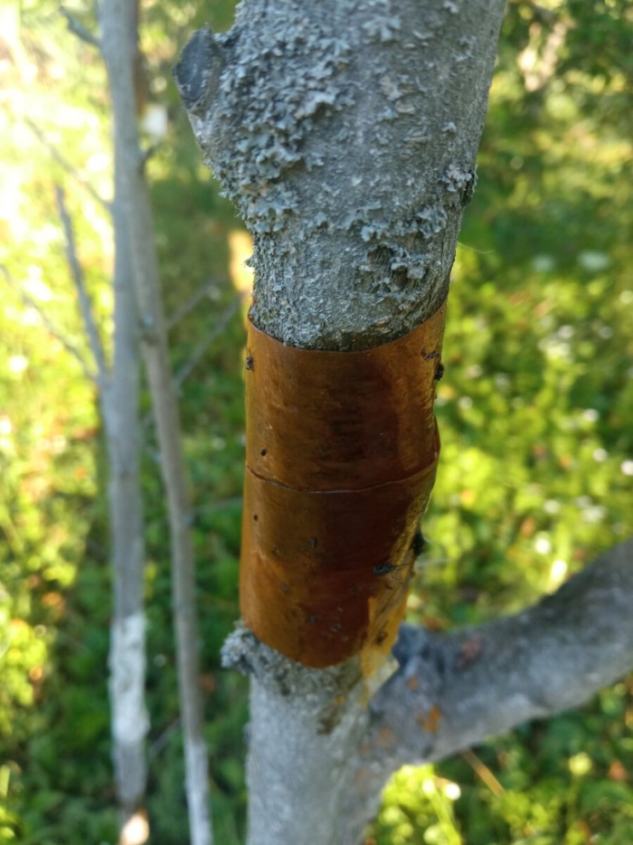 Цитоспороз коры яблони