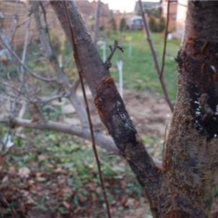 Альтернариоз яблони ствол