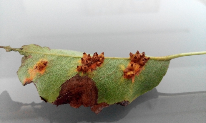Ржавчина листьев