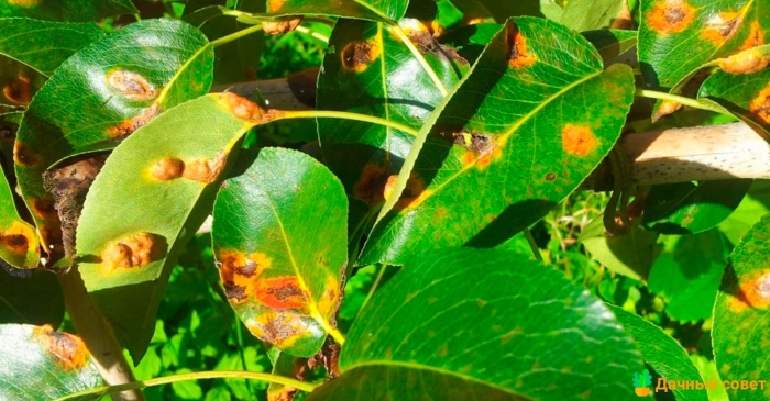 Gymnosporangium sabinae ржавчина груши