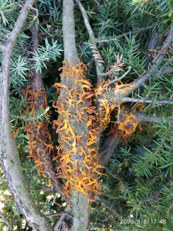 Ржавчина груши и можжевельника