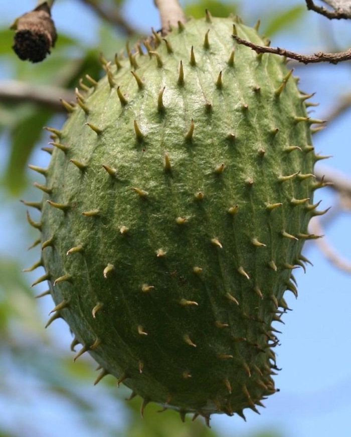 Гравиола гуанабана