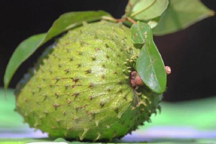 Аннона муриката