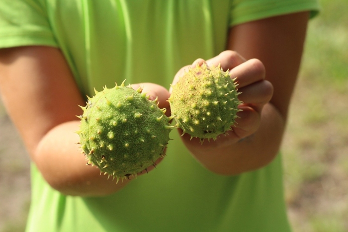 Колючий каштан шипастый