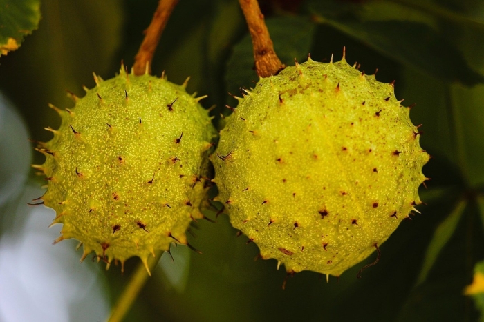 Конский каштан обыкновенный