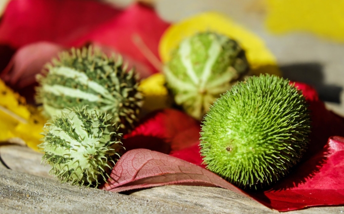 Зеленый колючий фрукт