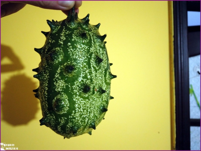 Фрукт с колючками