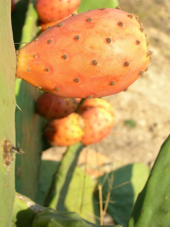 Опунция фрукт