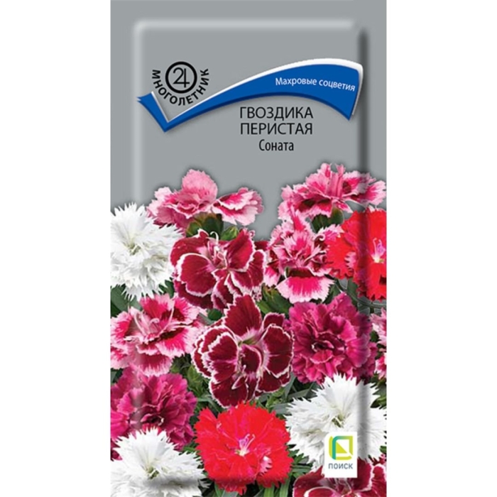 Гвоздика перистая махровая соната
