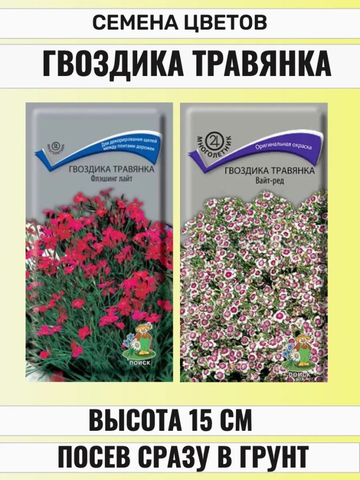 Гвоздика травянка вайт ред