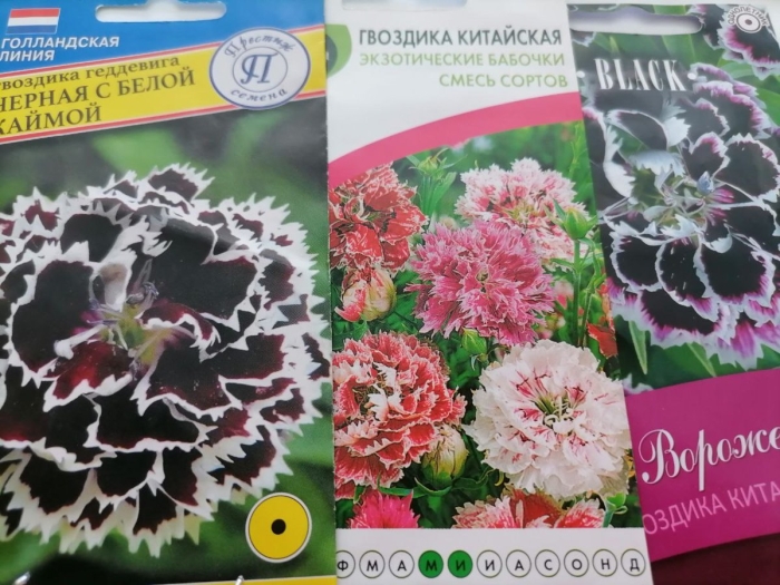 Гвоздика геддевига черная с белой каймой