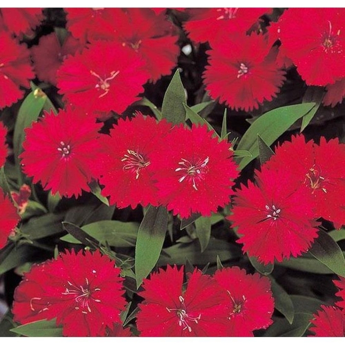 Гвоздика телстар кармин роуз