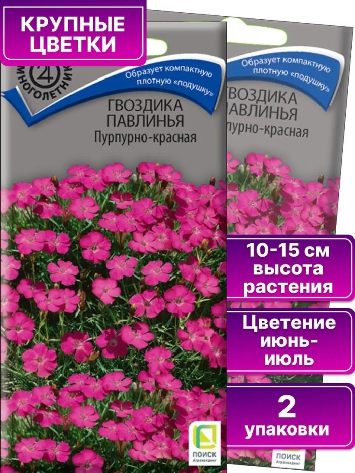 Гвоздика павлинья пурпурно красная