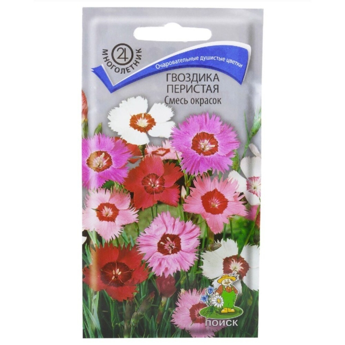 Гвоздика перистая смесь окрасок