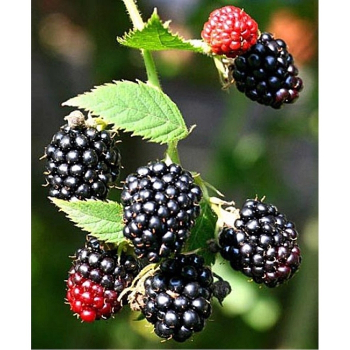 Ежевика блэк сатин