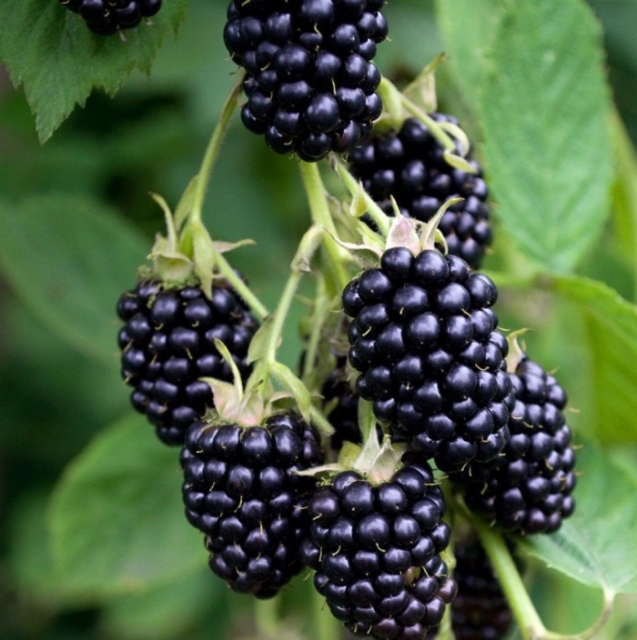 Ежевика блэк сатин