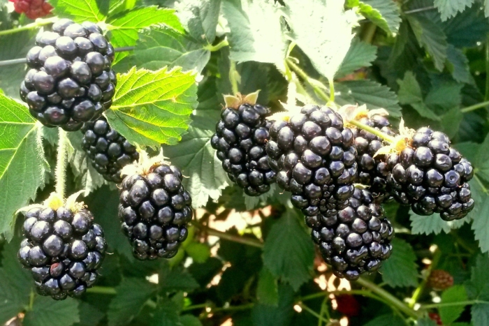 Ежевика loch tay