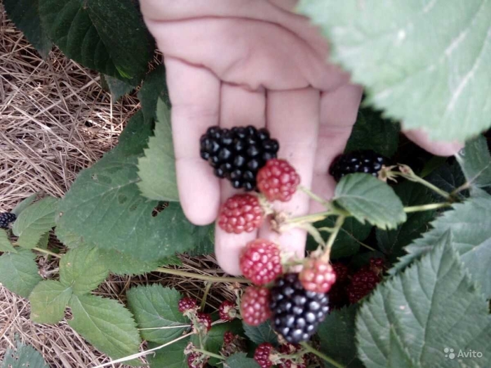 Ежевика бесшипная блэк сатин