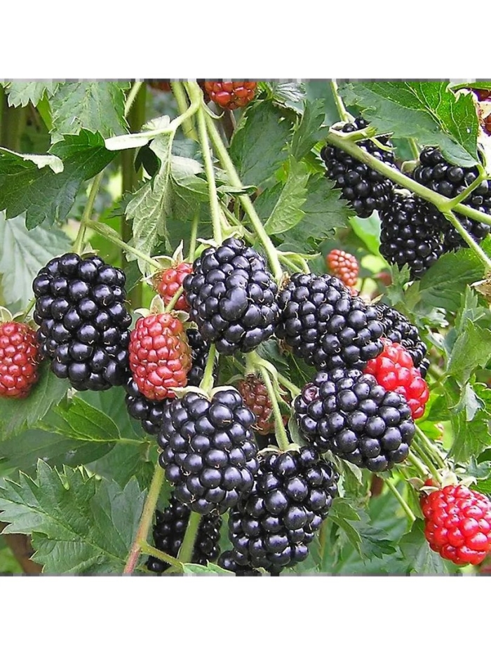 Ежевика бесшипная садовая