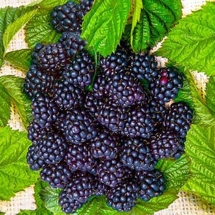Ежевика сорт блэк сатин