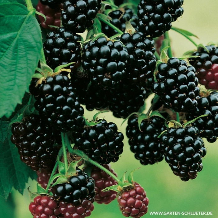 Ежевика дирксен торнлесс