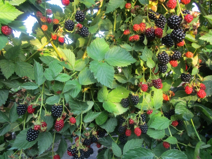 Ежевика дирксен торнлесс