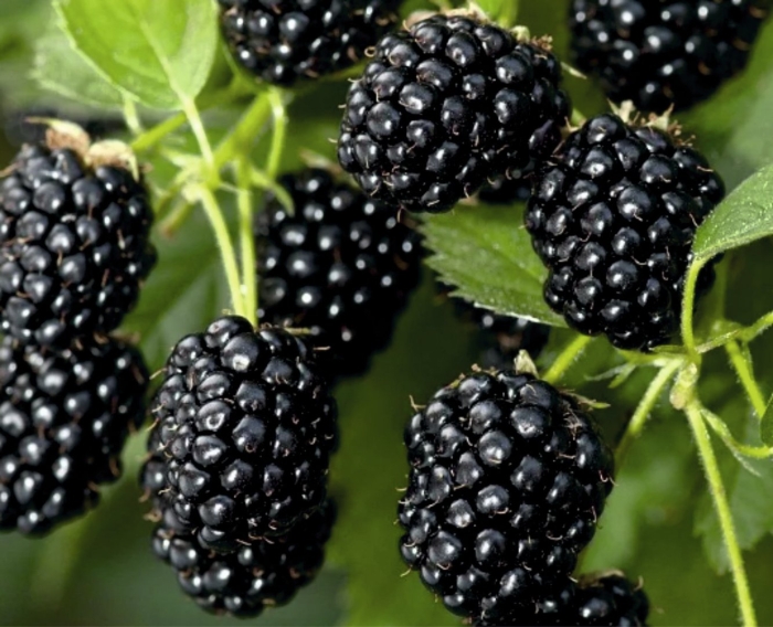 Ежевика рубен