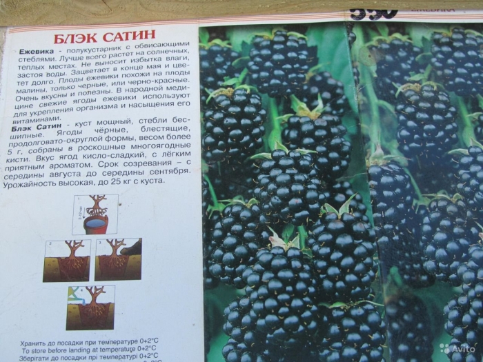 Ежевика сорт лох тей