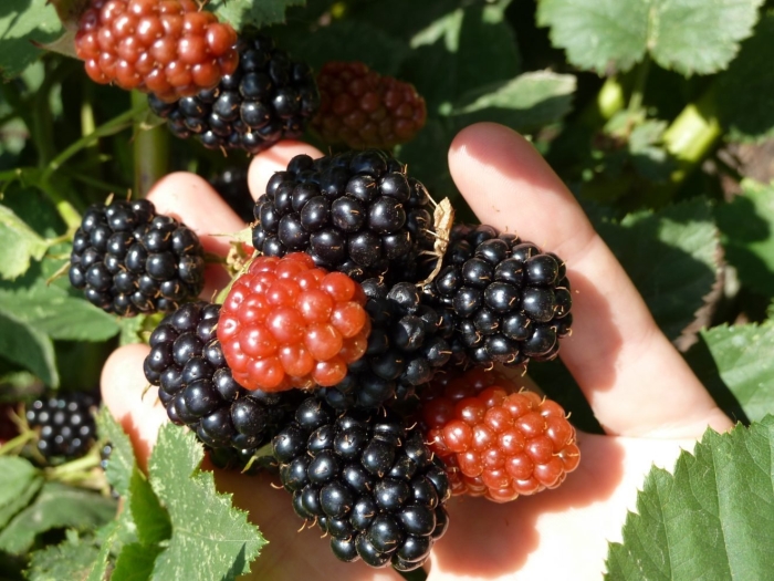 Ежевика блэк бат