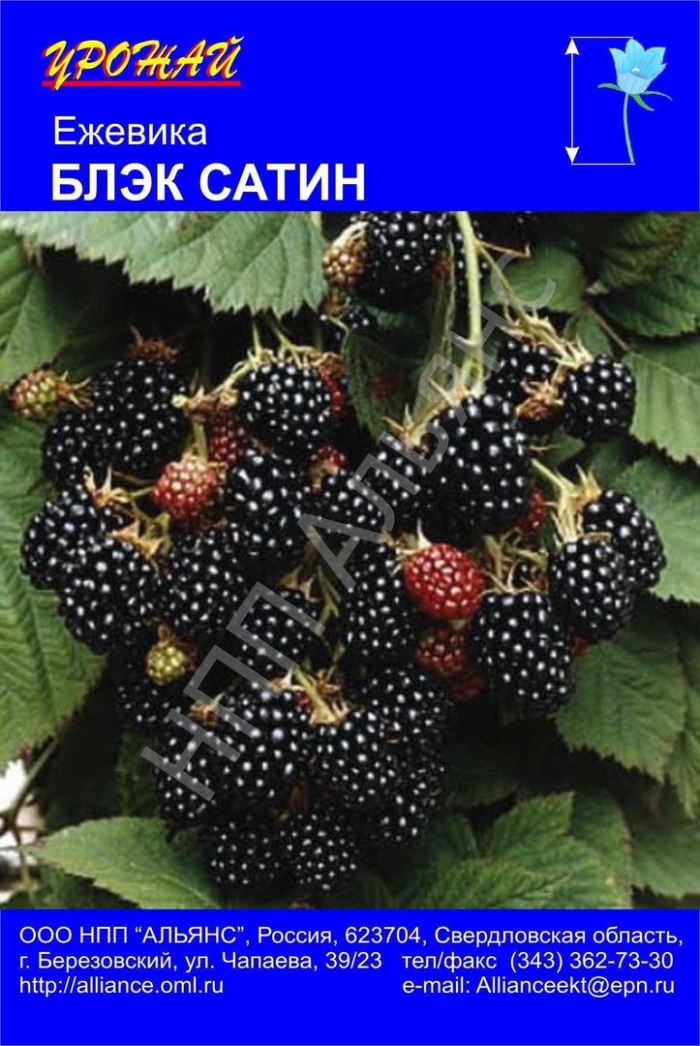 Ежевика блэк сатин