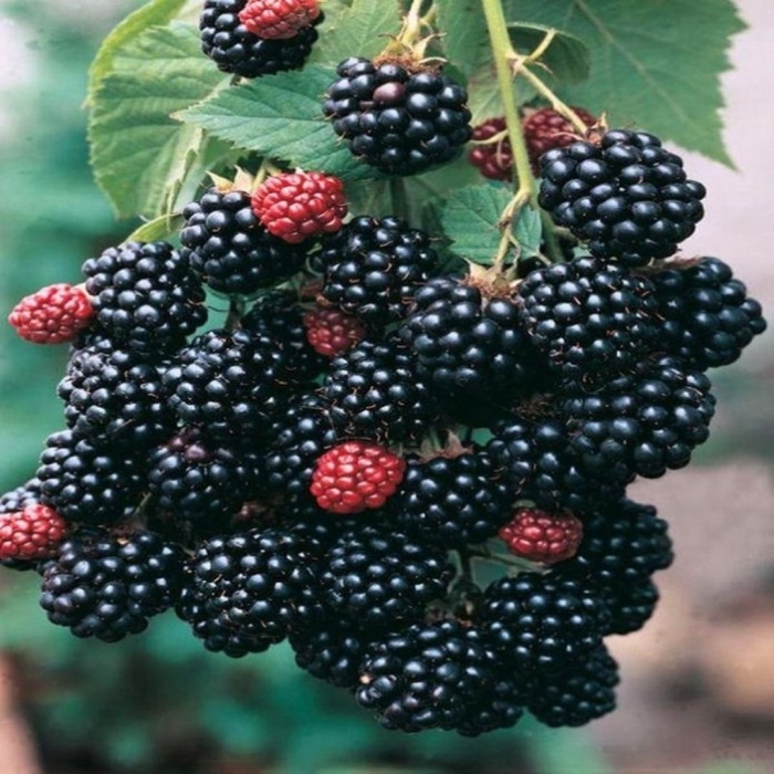 Саженцы ежевика трипл краун