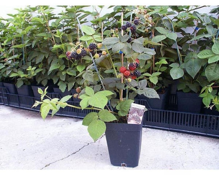 Ежевика хевен кэн вэйт