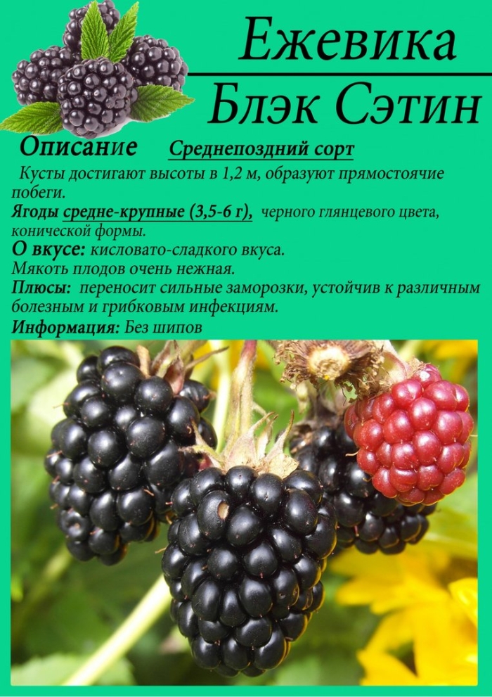 Ежевика сорт торнфри