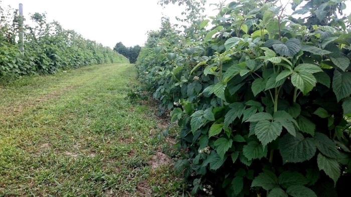 Куст ежевика