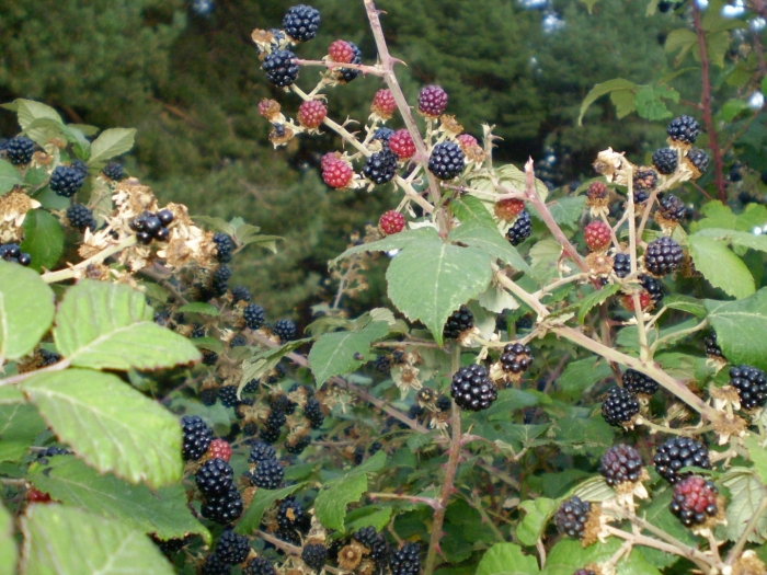 Ежевика агавам куст