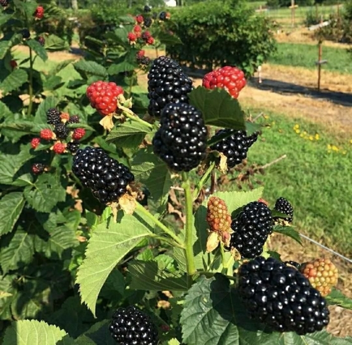 Ежевика киова