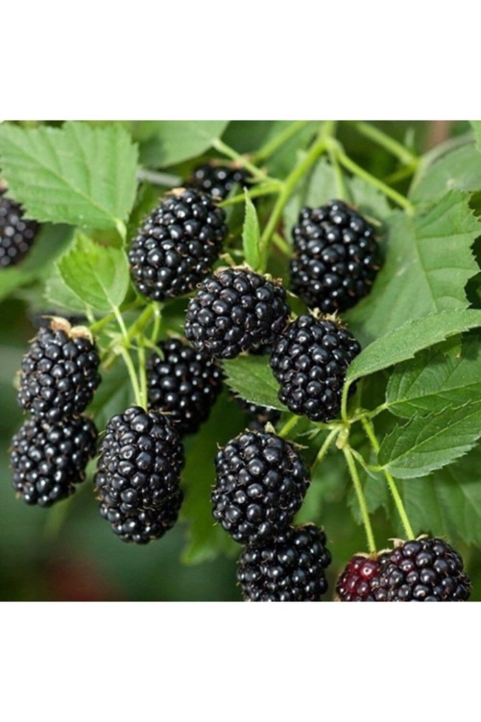 Ежевика агавам куст